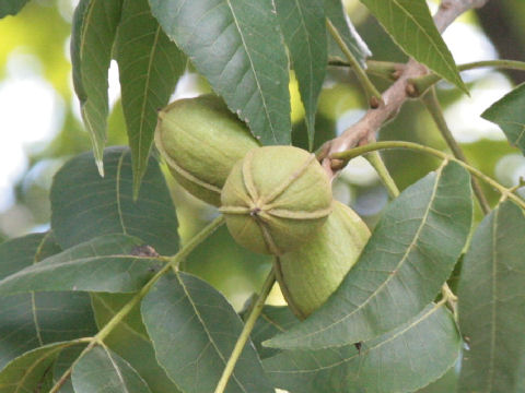 Carya illinoensis