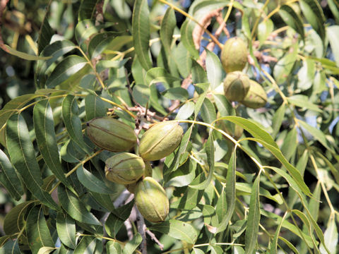 Carya illinoensis