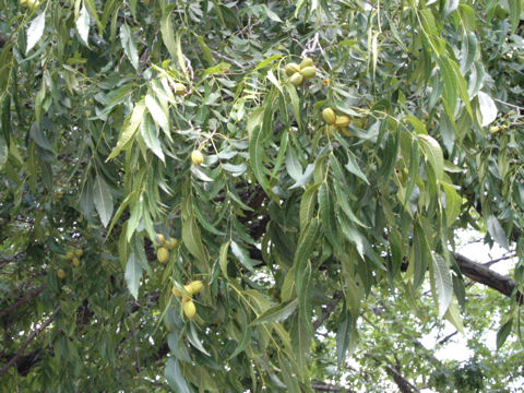 Carya illinoensis