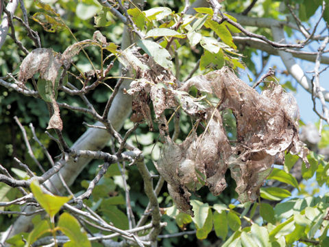 Carya illinoensis