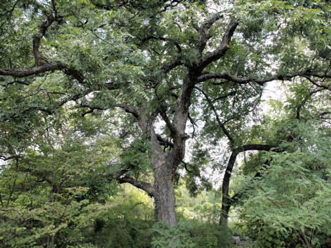 Carya illinoensis