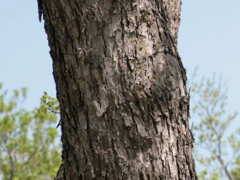 Carya illinoensis