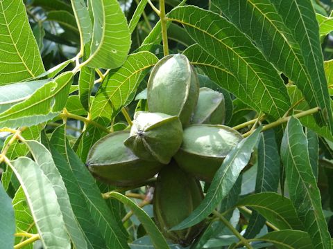 Carya illinoensis