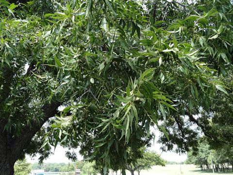 Carya illinoensis