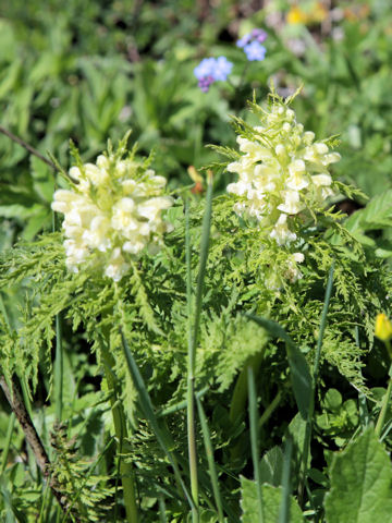 Pedicularis foliosa