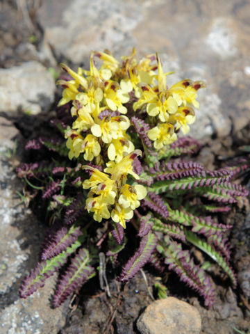 Pedicularis oederi