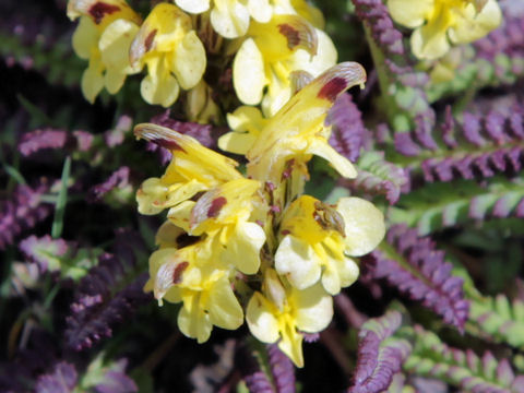 Pedicularis oederi