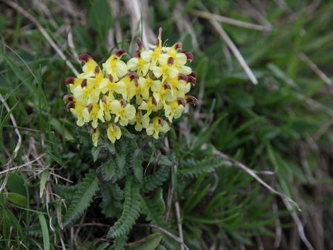 Pedicularis oederi