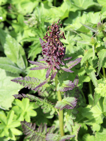 Pedicularis recutita