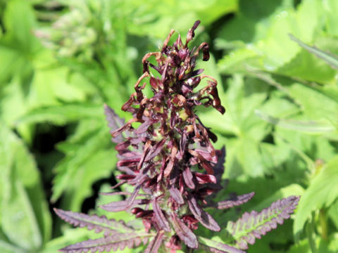 Pedicularis recutita