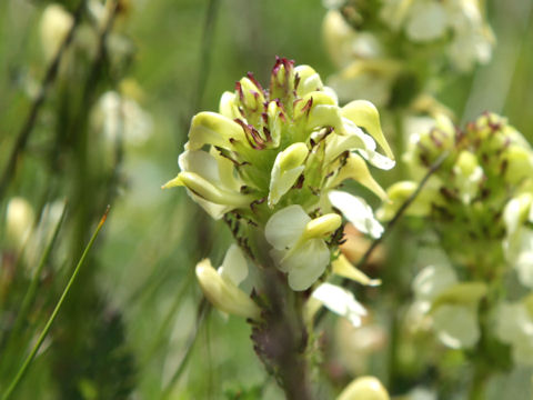 Pedicularis tuberosa