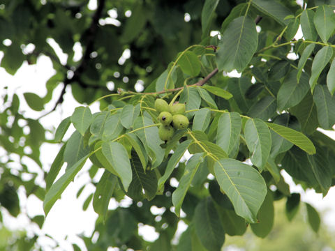 Juglans regia