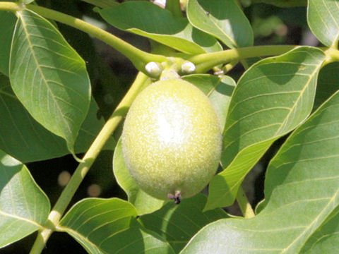 Juglans regia