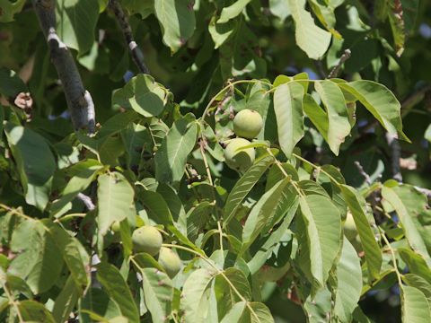 Juglans regia