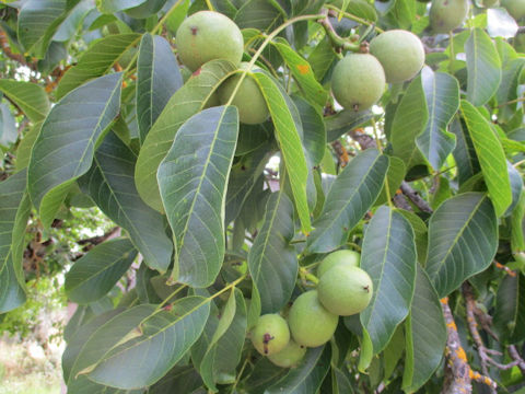 Juglans regia