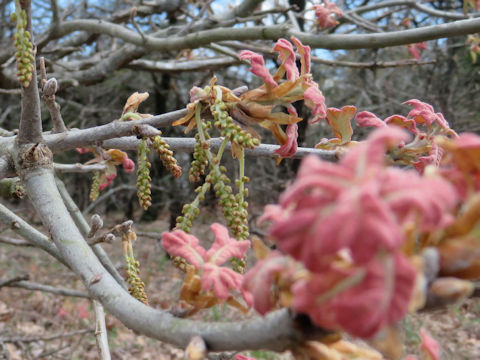 Juglans regia