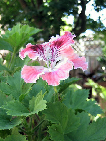 Pelargonium grandiflorum hybrids