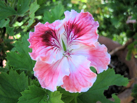 Pelargonium grandiflorum hybrids