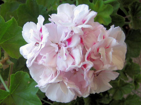 Pelargonium grandiflorum hybrids