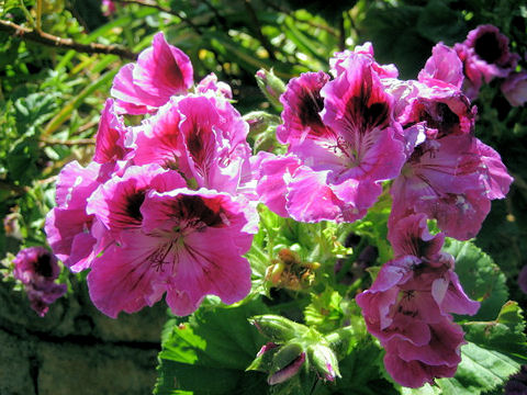 Pelargonium grandiflorum hybrids