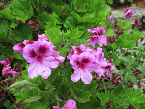 Pelargonium grandiflorum hybrids