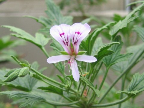 Pelargonium citronellum