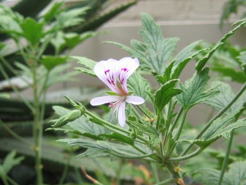 Pelargonium citronellum