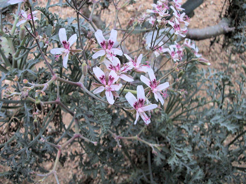 Pelargonium crithmifolium