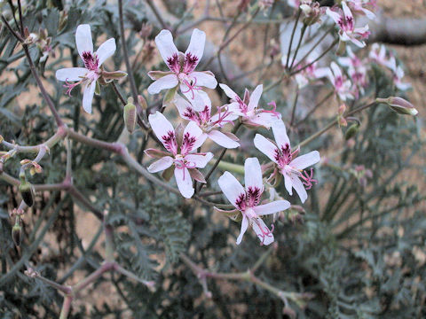 Pelargonium crithmifolium