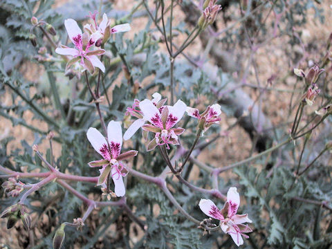 Pelargonium crithmifolium