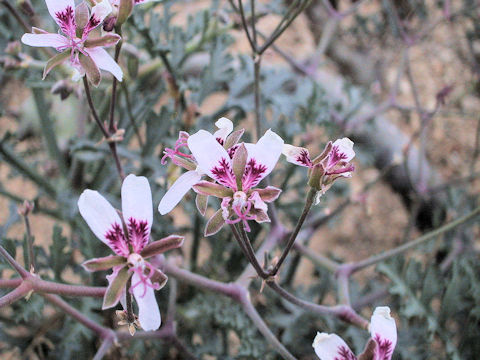 Pelargonium crithmifolium