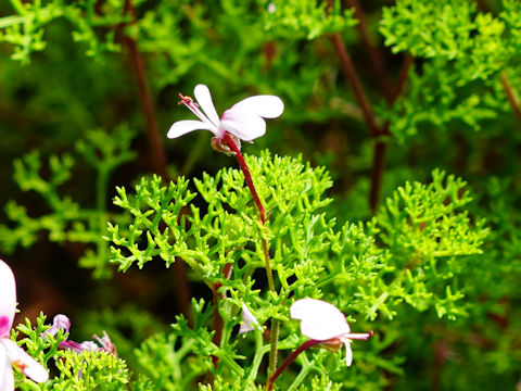 Pelargonium radens