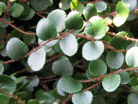 Pellaea rotundifolia