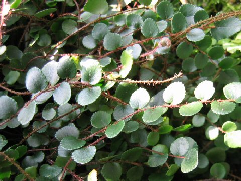 Pellaea rotundifolia