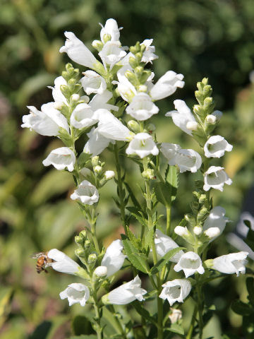 Penstemon barbatus