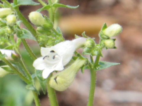 Penstemon barbatus