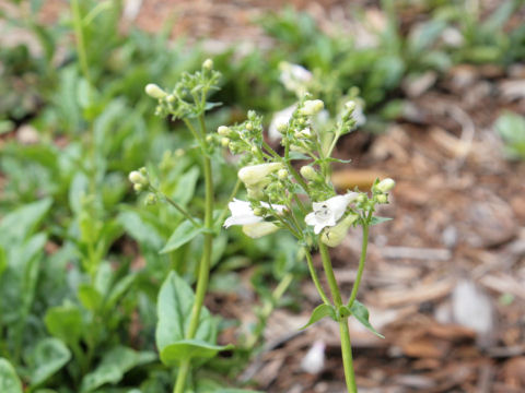 Penstemon barbatus