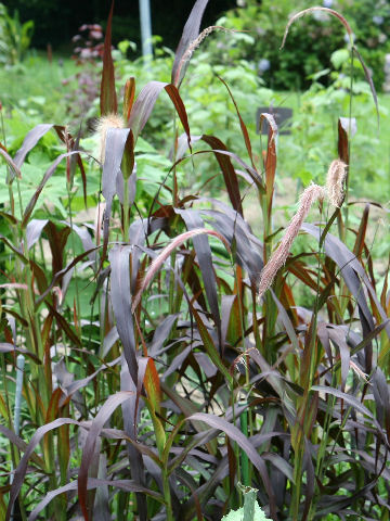 Pennisetum macrostachyum cv. Burgundy Giant