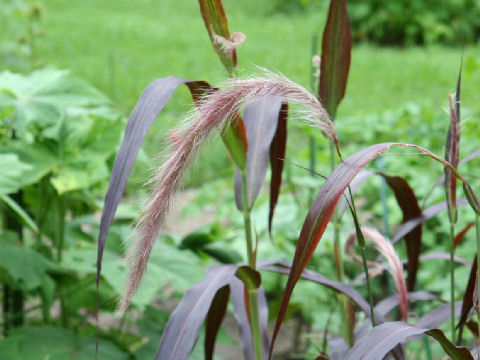 Pennisetum macrostachyum cv. Burgundy Giant