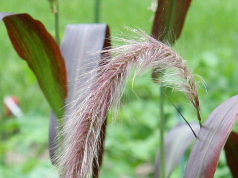 Pennisetum macrostachyum cv. Burgundy Giant