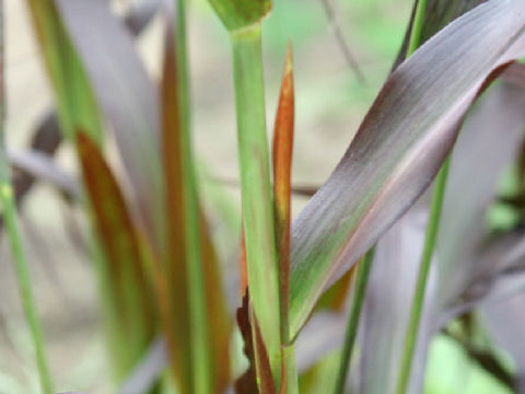 Pennisetum macrostachyum cv. Burgundy Giant