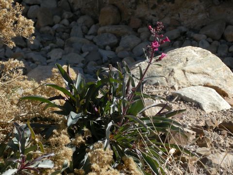 Penstemon clevelandii