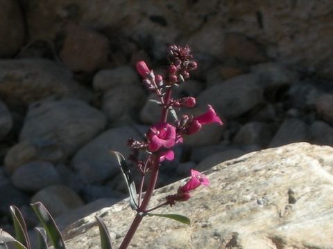 Penstemon clevelandii