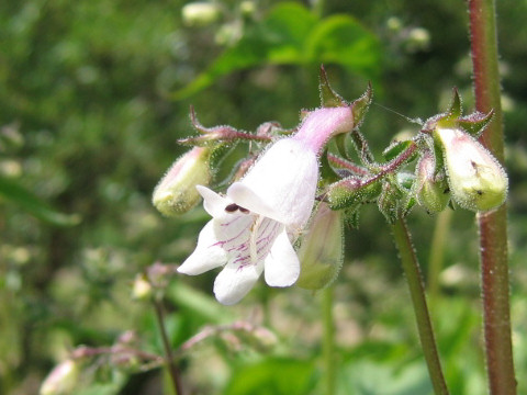 Penstemon cobaea