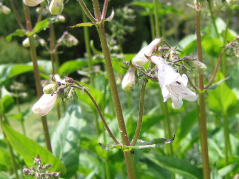 Penstemon cobaea