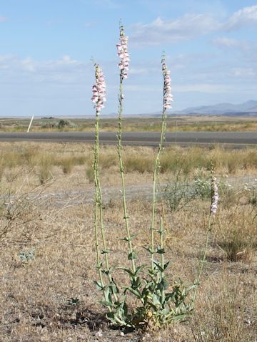 Penstemon palmeri