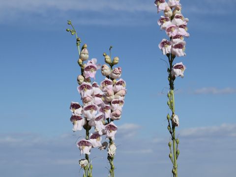 Penstemon palmeri