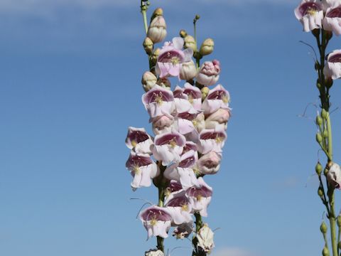 Penstemon palmeri