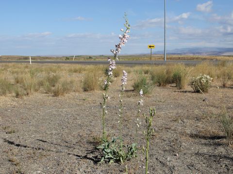 Penstemon palmeri