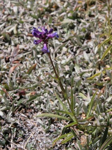 Penstemon procerus